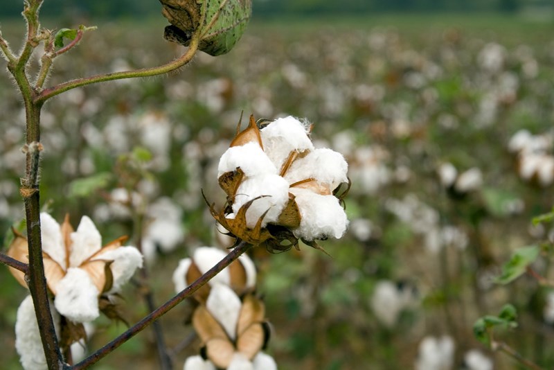 Cotton